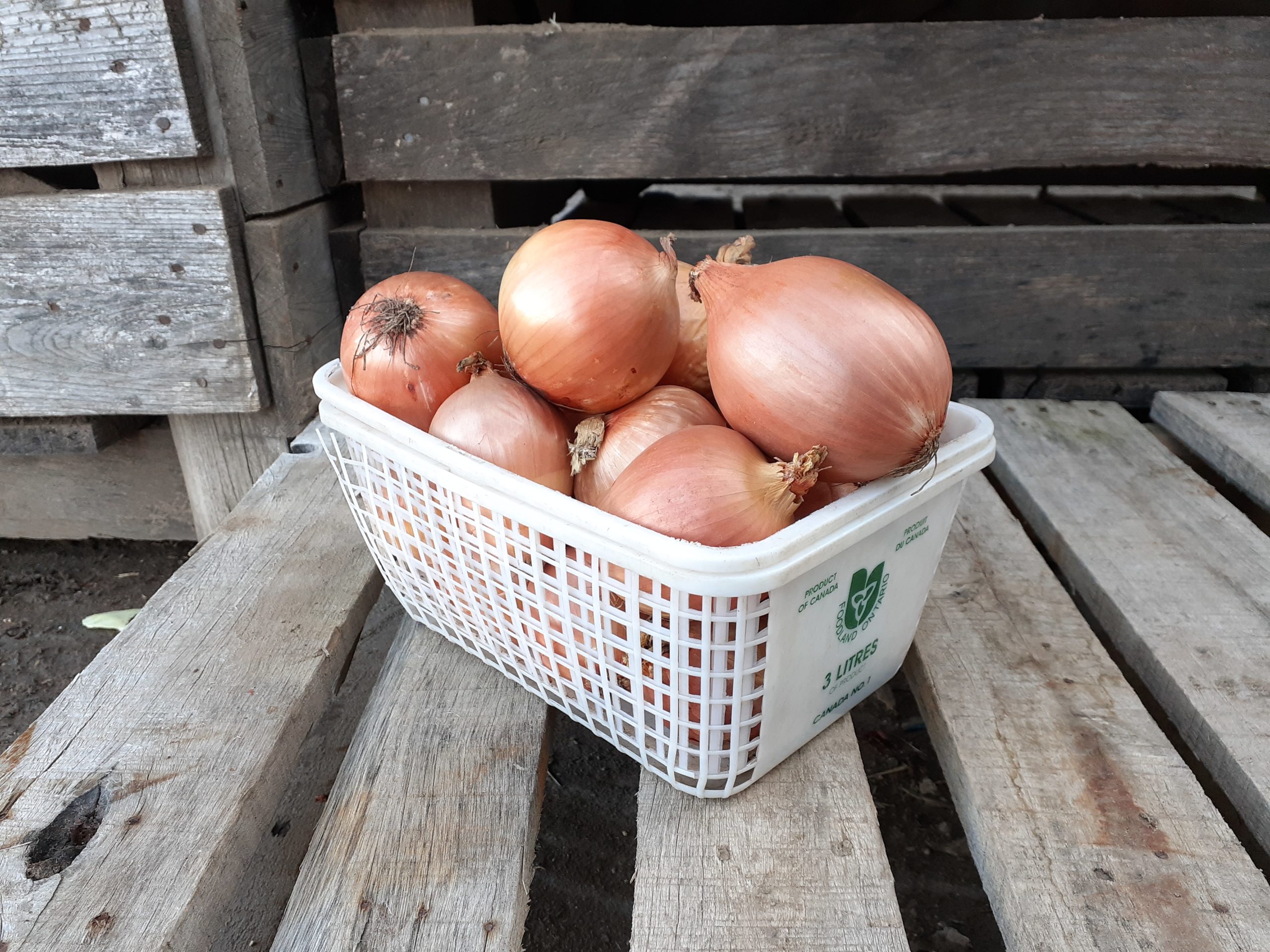 Yellow Cooking Onions Basket (3L) Gmach Gardens