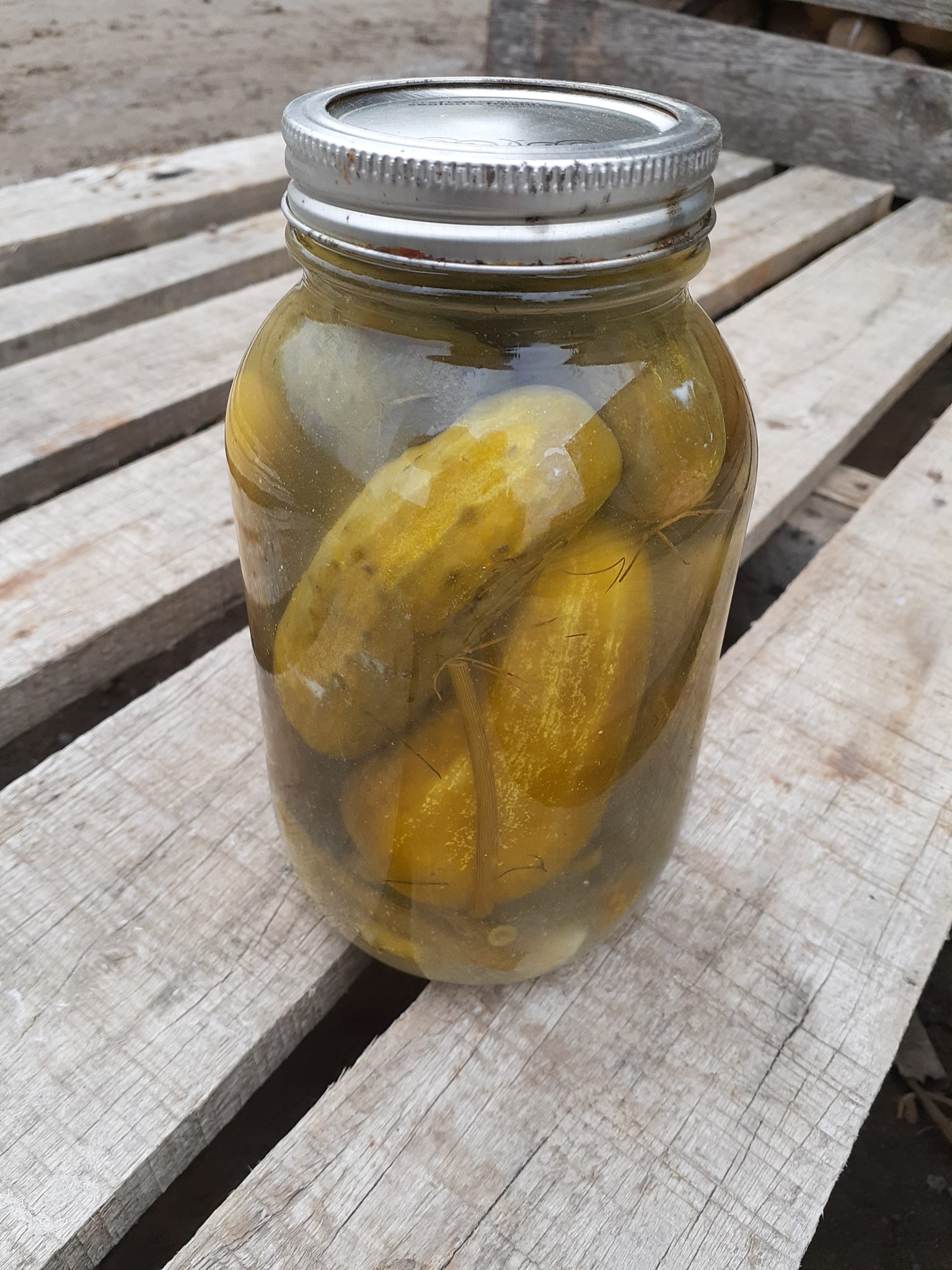 Naturally Fermented Kosher Style Pickles Unsealed Must Be   20200326 140210 1536x2048 