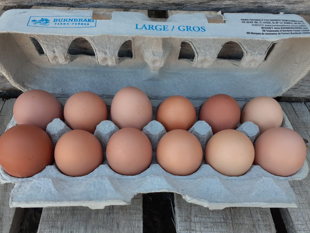 Fresh Brown Eggs* Gmach Gardens