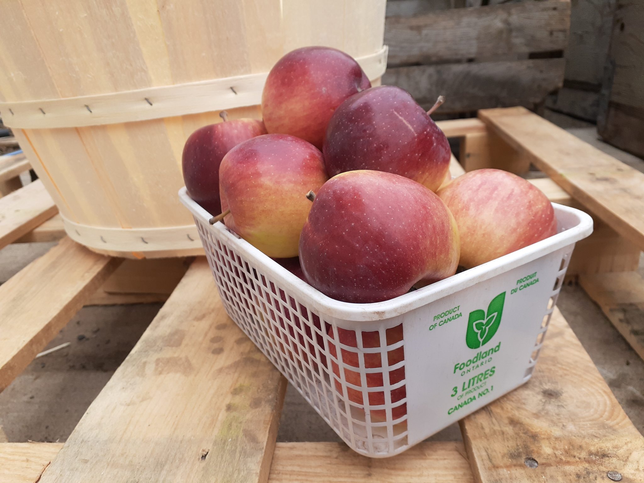 Empire Apples* (3L Basket) Gmach Gardens