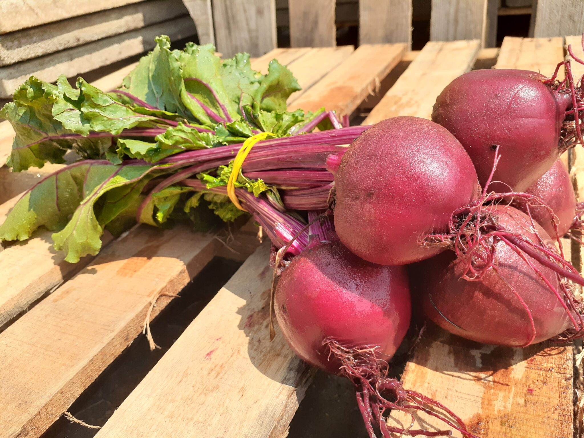 Bunched Beets (1 Bunch) Gmach Gardens