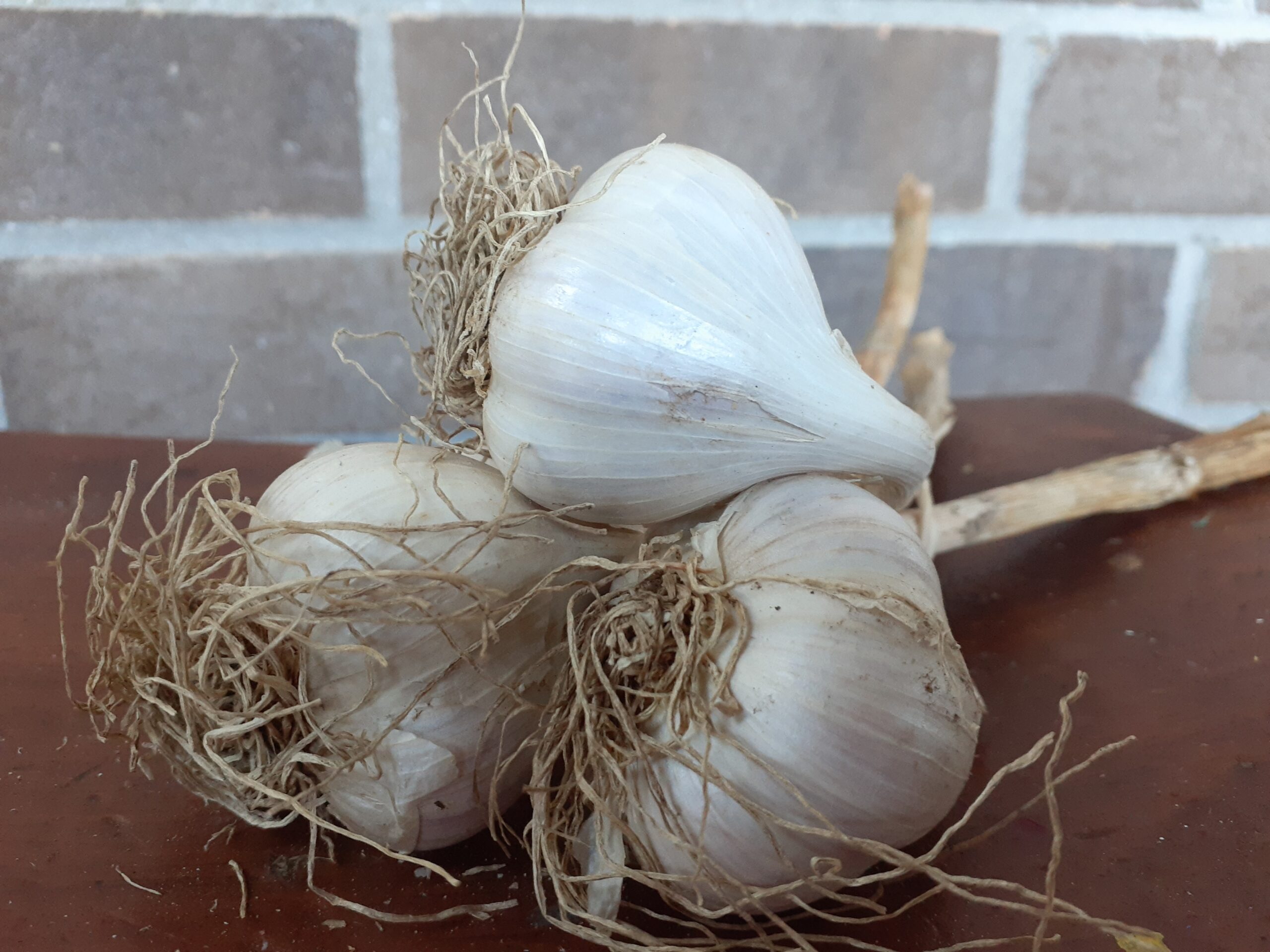 Garlic (bunch) Gmach Gardens